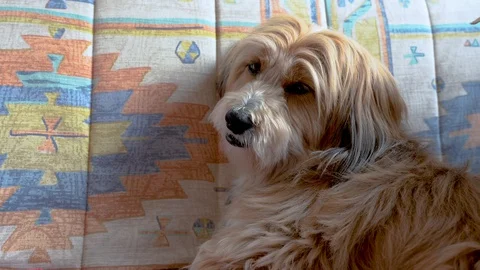 Small dog falling asleep on the sofa Stock-Footage 128688645