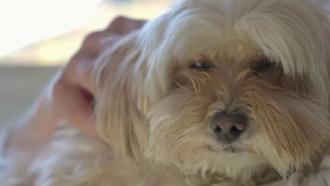 Small Dog Falling Asleep While Being Petted in Soft Light Stock Footage 332075014