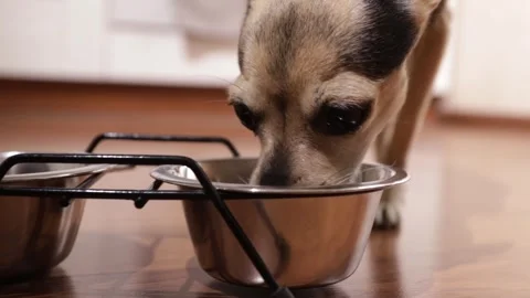 Small dog feed,hungry puppy eats food from a bowl, Dog food, Stock Footage 250386029