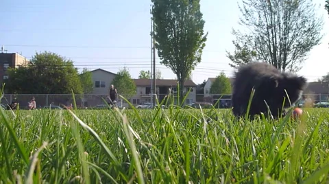 Small Dog Fetching Ball 2 of 2 Stock Footage 49776371