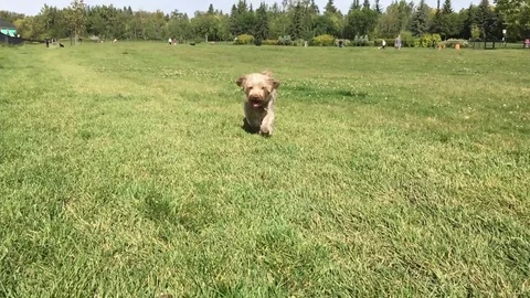 Small Dog in a field Stock Footage 123170560