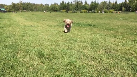 Small Dog in a field - slow motion Stock Footage 123170553