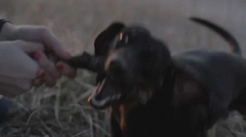 Small Dog is Fighting for Stick With Owner at Beach 3 Stock Footage 31818772