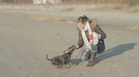 Small Dog is Fighting for Stick With Owner at Beach 2 Stock Footage 31818796