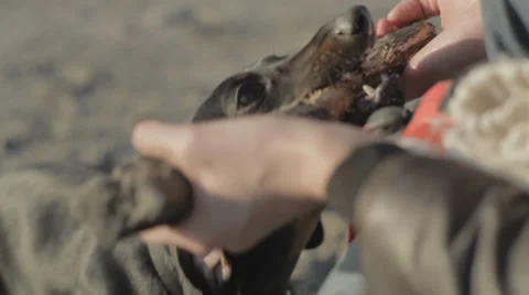 Small Dog is Fighting for Stick With Owner at Beach Stock Footage 31818848