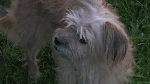 Small dog Vídeo Stock 10738625