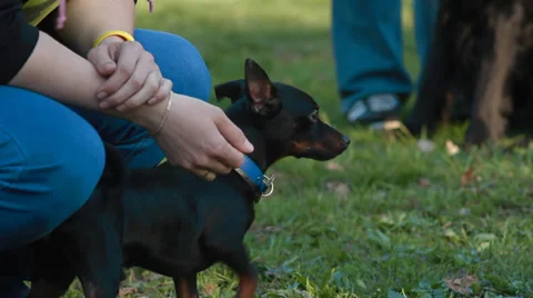 Small dog Stock Footage 38363408