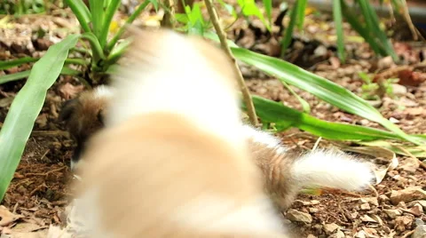 Small Dog Stock Footage 60406914