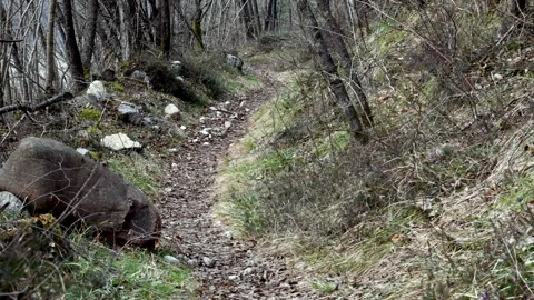 Small dog Video stock 149012930