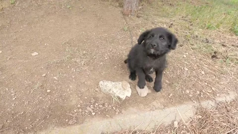 Small dog Stock Footage 155706329