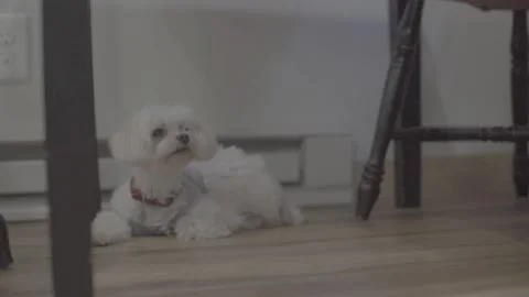 Small Dog Stock Footage 171945322