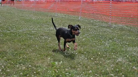 Small dog fun races Stock Footage 199106565