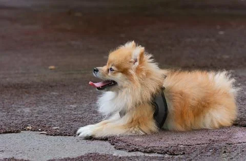 Small dog, German dwarf Spitz lies with his tongue hanging out Stock Photos