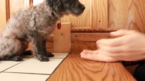 Small dog gets pet by two hands and kissed Stock Footage 44021924