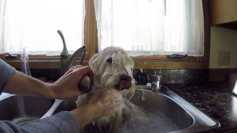 Small dog getting a bath in the kitchen sink Video stock 73025273