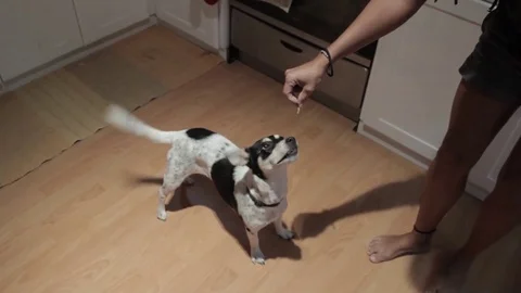 Small Dog Getting a Treat Stock Footage 72472103