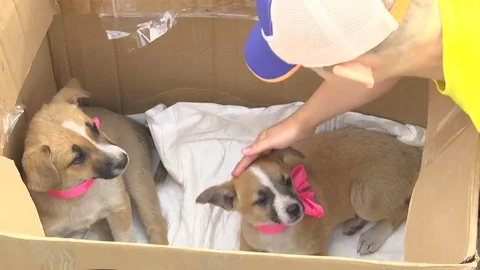 A small dog. Gift in the box. Kindness Stock Footage 76692356