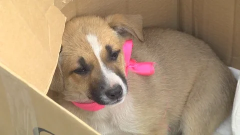 A small dog. Gift in the box. Kindness Stock Footage 76692359