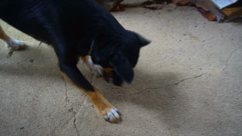 A small dog grasps a shell and eats a nut Stock Footage 94233586