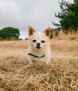 Small dog in the grass Stock Photos
