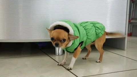 A small dog in a green jacket Stock Footage 119175221