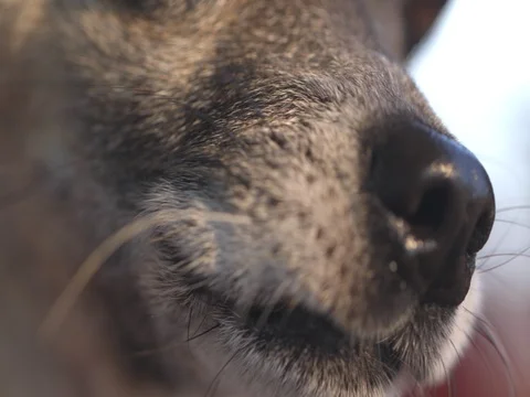 Small dog growling Stock Footage 80248198