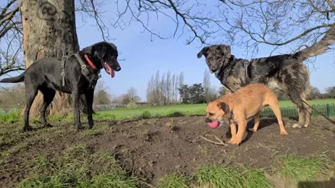 A small dog guariding the ball from two large dogs Stock Footage 265802670