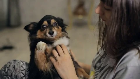 Small dog on a hands of mistress Stock Footage 73065098