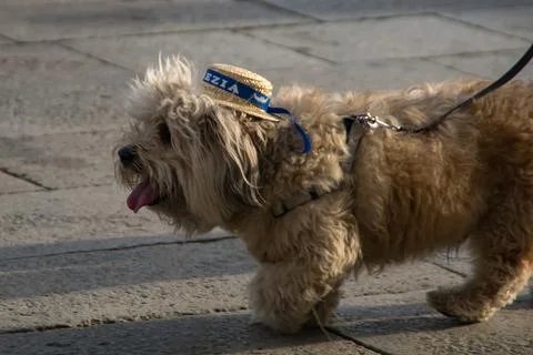 Small dog with hat Foto stock