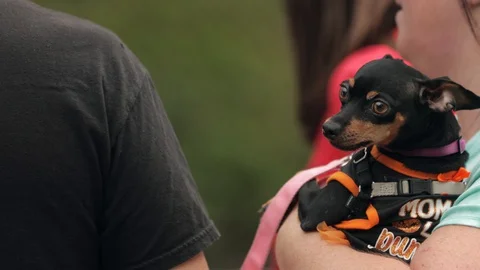 Small dog held by owner Video stock 128097858