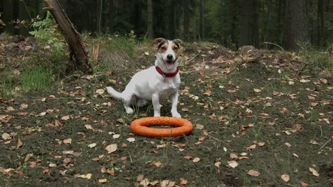 Small dog with his toy 스톡 동영상 70514777