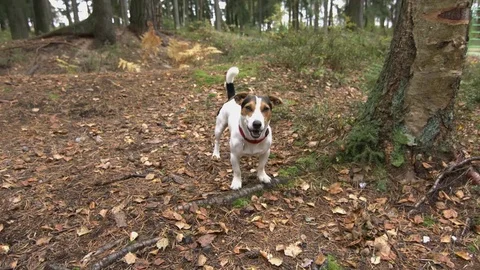 Small dog with his toy Stock Footage 70516613