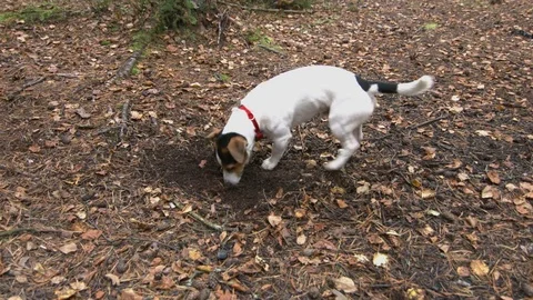 Small dog with his toy Vídeo Stock 70516831