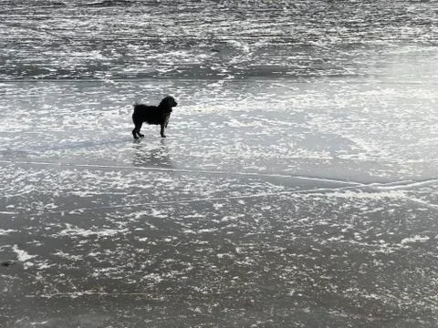 Small dog on the ice Stock Photos