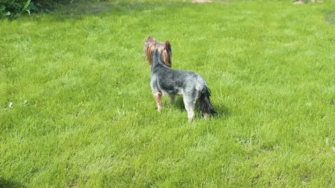 A small dog interacts with the grass in an outdoor setting. It runs, sniffs Stock Footage 338447784