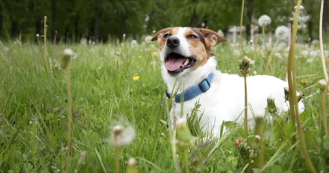 Small dog of the Jack Russell Terrier breed is lying on a green meadow with its Vídeo Stock 132124348