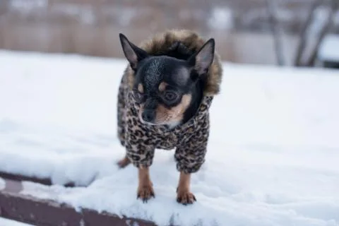 Small dog jacket cold in the winter. Home pet walks in snowy weather. Dog fri Stock Photos