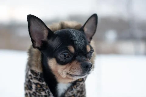 Small dog jacket cold in the winter. Home pet walks in snowy weather. Dog fri Stock Photos
