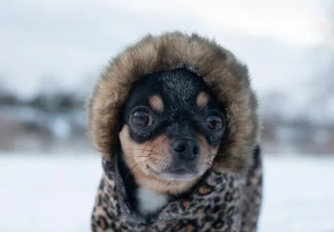 Small dog jacket cold in the winter. Home pet walks in snowy weather. Dog fri Stock Photos