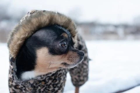 Small dog jacket cold in the winter. Home pet walks in snowy weather. Dog fri Stock Photos