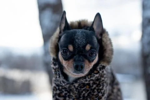 Small dog jacket cold in the winter. Home pet walks in snowy weather. Dog fri Stock Photos