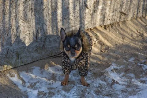 Small dog jacket cold in the winter. Chihuahua in winter clothes on a backgro Stock Photos
