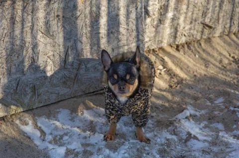 Small dog jacket cold in the winter. Chihuahua in winter clothes on a backgro Stock Photos