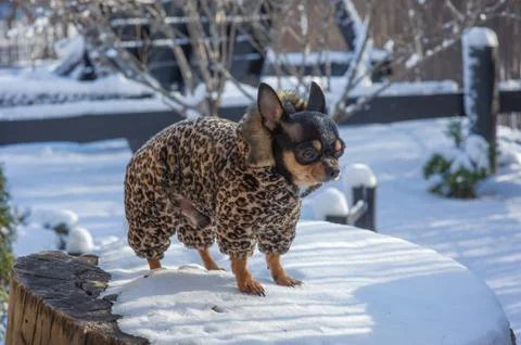 Small dog jacket cold in the winter. Chihuahua in winter clothes on a backgro Stock Photos
