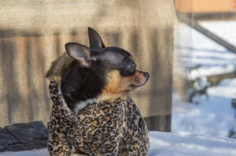 Small dog jacket cold in the winter. Chihuahua in winter clothes on a backgro Stock Photos