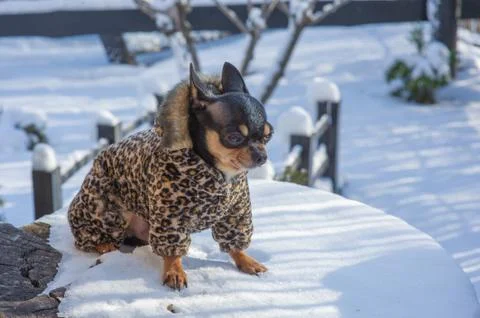 Small dog jacket cold in the winter. Chihuahua in winter clothes on a backgro Stock Photos