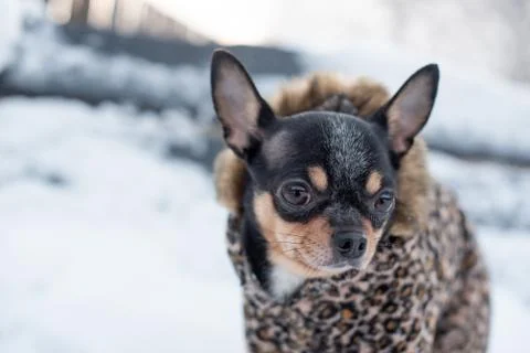 Small dog jacket cold in the winter. Home pet walks in snowy weather. Dog fri Stock Photos