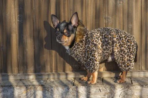 Small dog jacket cold in the winter. Chihuahua in winter clothes Stock Photos