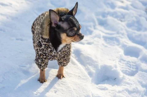 Small dog jacket cold in the winter. Chihuahua in winter clothes on a backgro Stock Photos