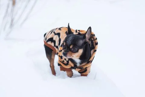 Small dog jacket cold in the winter. Chihuahua in winter clothes on a backgro Foto stock